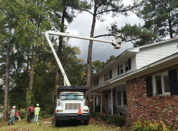 Best Hazardous Tree Removal  in Old Greenwich, CT