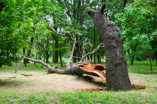 Best Lot and Land Clearing  in Old Greenwich, CT